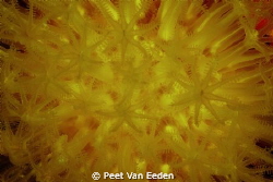 sun-burst soft coral by Peet Van Eeden 